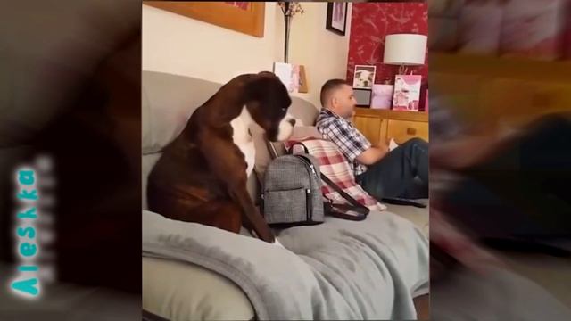 Собаки, которые обиделись. смотреть онлайн