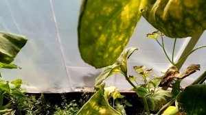 Дыня ЗОЛУШКА. Очень ВКУСНАЯ.  Первая Дынька!!!  14 августа 2021г.