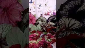 Декоративно-лиственные бегонии. Поговорим о том о сём...