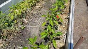 Обзор огорода. УМНЫЕ ГРЯДКИ