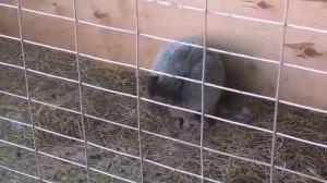 кролики в вольере и массовые окролы