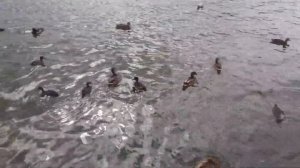 В Питере 150. Посетил г. Пушкин, Екатерининский парк.