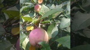 яблоня ПАРАДИЗКА #сад #огород