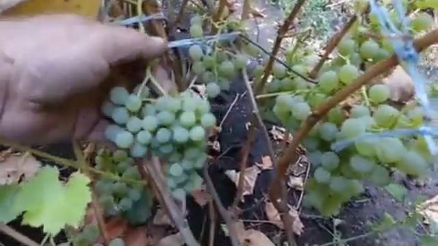 Сорт винограда Цитронный Магарача.