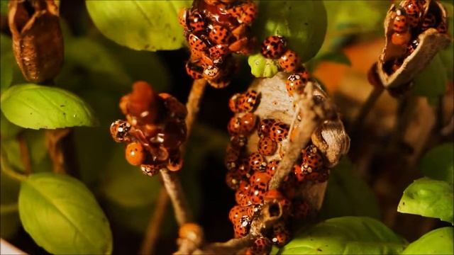 Божья коровка, улети на небо! Прекрасные божьи коровки!