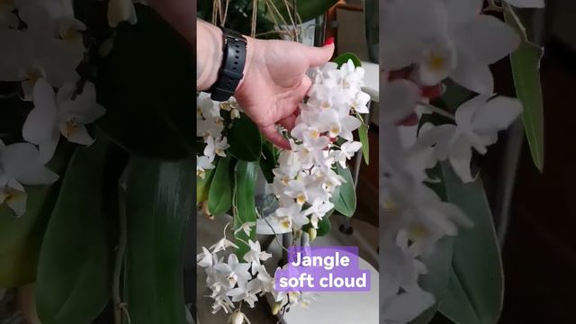 jangle soft cloud #какразделитьорхидею