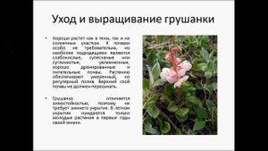 Грушанка