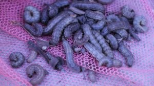 КАК ИЗБАВИТЬСЯ ОТ ПОДГРЫЗАЮЩЕГО КОРНИ ВРЕДИТЕЛЯ НАРОДНЫМ СРЕДСТВОМ