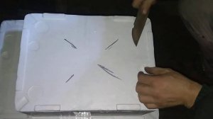 Оплодотворенная Икра Радужной Форели на стадии Глазок!