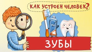 Как устроен человек. Как устроены мои зубы?