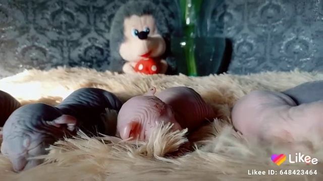 ?КАНАДСКИЙ СФИНКС ? ЭЛЬФ? НОВОРОЖДЁННЫЕ СФИНКСЯТА⚱, УШКИ ЗАВИТУШКИ, БОМБЕЗНЫЙ окрасы!В любимцы ?