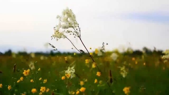 Псалтирь святого пророка и царя Давида в переводе Бируковых. Кафизма двенадцатая. Псалмы 85-90. смотреть онлайн