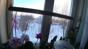 Цветущие комнатные растения.