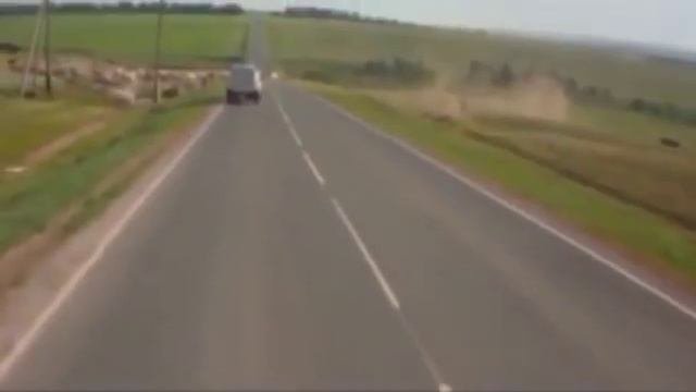 Молоковоз протаранил стадо коров в Оренбургской области