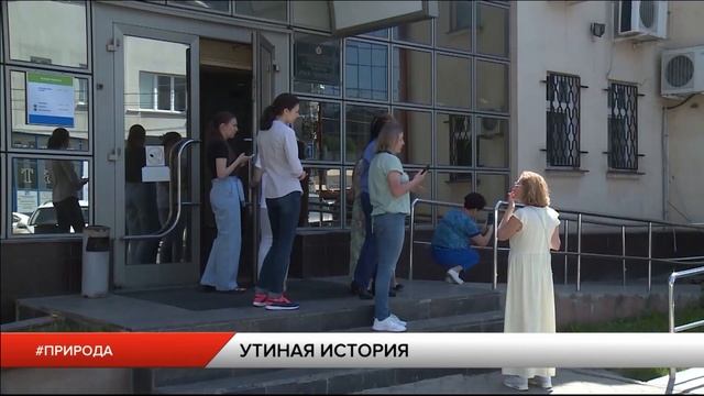 В центре города заметили дикую утку с утятами смотреть онлайн