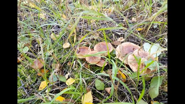 Рядовка жёлто-бурая (Tricholoma fulvum) и подберезовики. (v2).