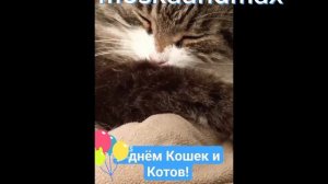 Все посты и видео! ?? | #максик #моська #моськаимакс