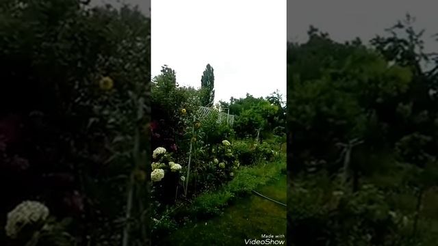 Рудбекия рассеченная "Золотой шар", солнышко в саду!!! смотреть онлайн