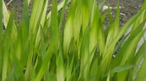 Chasmanthium latifolium