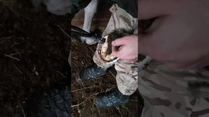 Натуральная расчистка переросших копыт лошади. Устранение спотыкания.