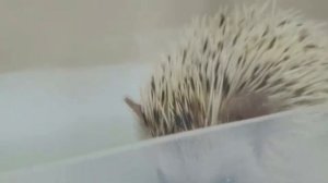 ПРИКОЛЫ С ЕЖИКАМИ! НОВОЕ ПРО ЕЖИКА Попика))) СМЕШНАЯ ОЗВУЧКА ТОП видео приколы