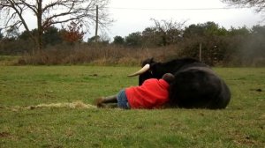 Fadjen Бык предназначенный для корриды