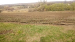 Чеснок. Капельный полив