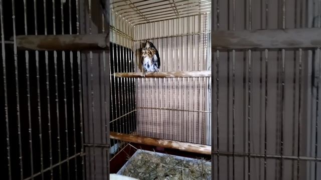 купание дрозда 2часть bathing thrush at home #проживотных
