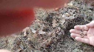 Посадка мелких семян в мох, в горах!