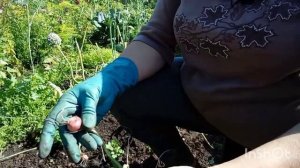 Убираю лук шалот БАНАНОВЫЙ ГИГАНТ