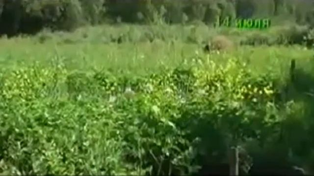 Выращивание картофеля в соломе смотреть онлайн