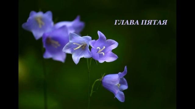 ЛЕЙЛА, КАЙЛА, КЕЙЛА И КЕЛАЙЛА. Глава 5 смотреть онлайн