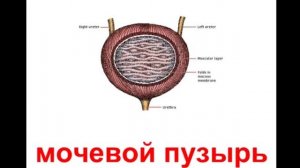 Органы тела.