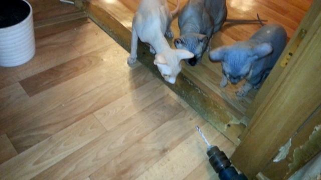 Коты и Дрель смотреть онлайн