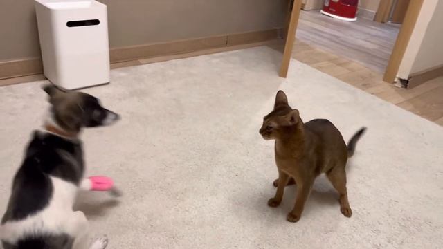 Абиссинский кот котик абиссинец и собачка Соня