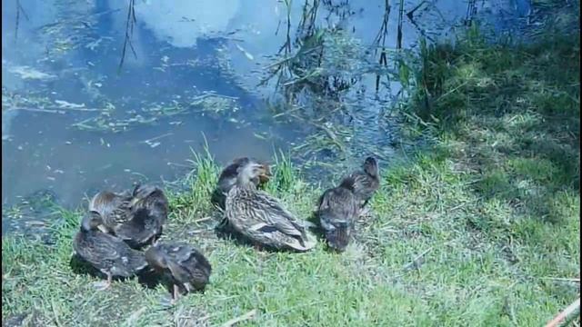 Дикие утки с утятами на реке Wild ducks with ducklings on the river смотреть онлайн