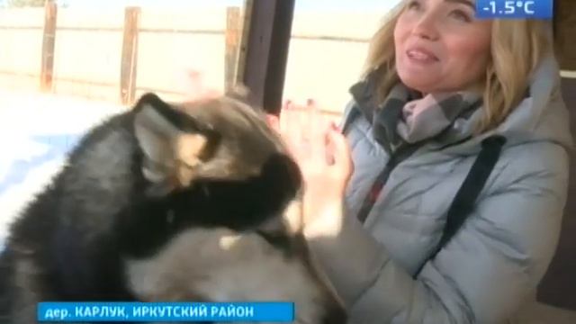 Собаки потеряки  В Иркутске всё чаще домашние животные сбегают во время прогулки  С чем это связано смотреть онлайн