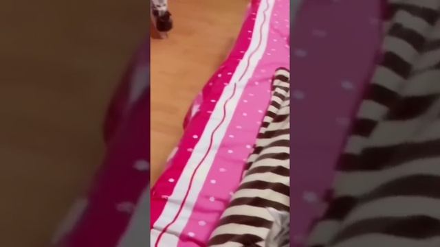 смешныеживотные2022.mp4
