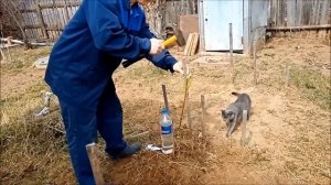 Посадка абрикоса, ПРОВЕРЕННЫЙ способ, у нас сажают только так! | 24 апреля 2023 г.