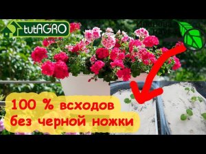 СЕЯНЦЫ БЕЗ ЧЕРНОЙ НОЖКИ, ВЫПРЕВАНИЯ и со 100 % ВСХОЖЕСТЬЮ. 1 ПРИЁМ ДЛЯ ПЫШНОГО РОСТА и ЦВЕТЕНИЯ.