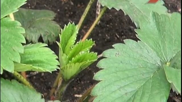 Подготовка садовых растений к зиме смотреть онлайн