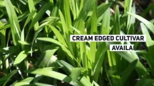 Liriope muscari Growing Guide (Big Blue Lilyturf) by GardenersHQ