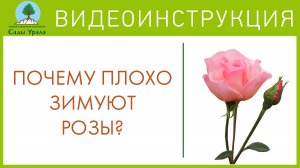 Розы с Миролеевой А.Н. Сады Урала. Телепередача Земля Уральская. Архив 23.06.2011