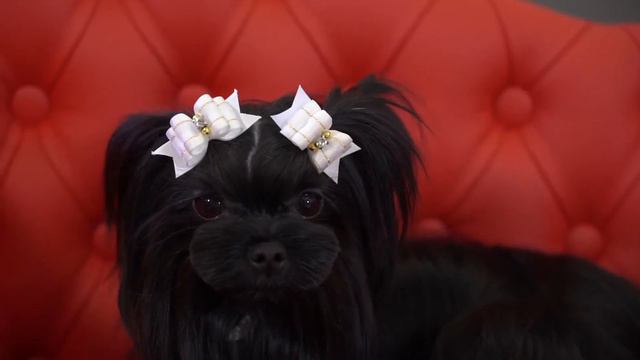 Black Yorkshire Terrier