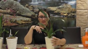 Новый онцидиум (Oncidium)!Супер уценка!!!! Не могу поверить своему счастью