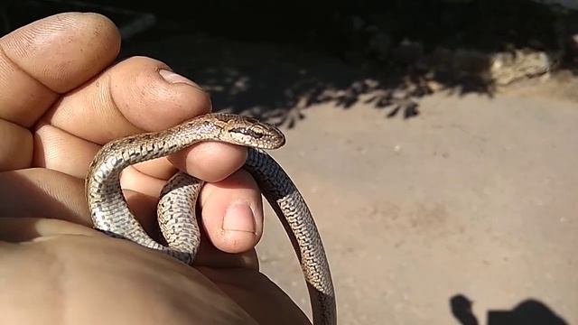 Маленький и красивый змей... смотреть онлайн