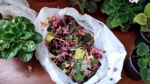 Фиалки Пересадка Обновление Подкормка √22