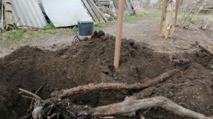 УДАЛЯЮ СТАРЫЙ ВИНОГРАД С УЧАСТКА. 1 апреля 2023 года.