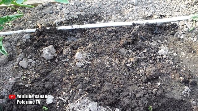 СДЕЛАЙТЕ ЭТО С ОГУРЦАМИ В ИЮНЕ И С УРОЖАЕМ БУДЕТЕ ДО МОРОЗОВ смотреть онлайн