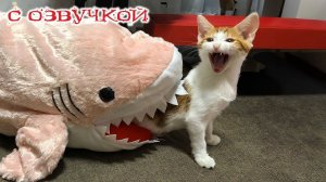 Приколы с котами и собаками - Смешные животные видео 2022